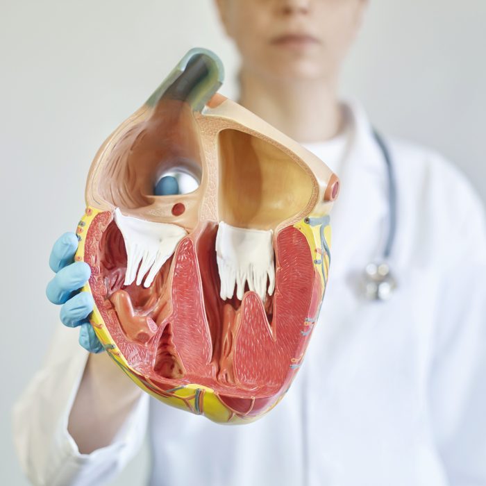 Doctor showing cross section of a human heart